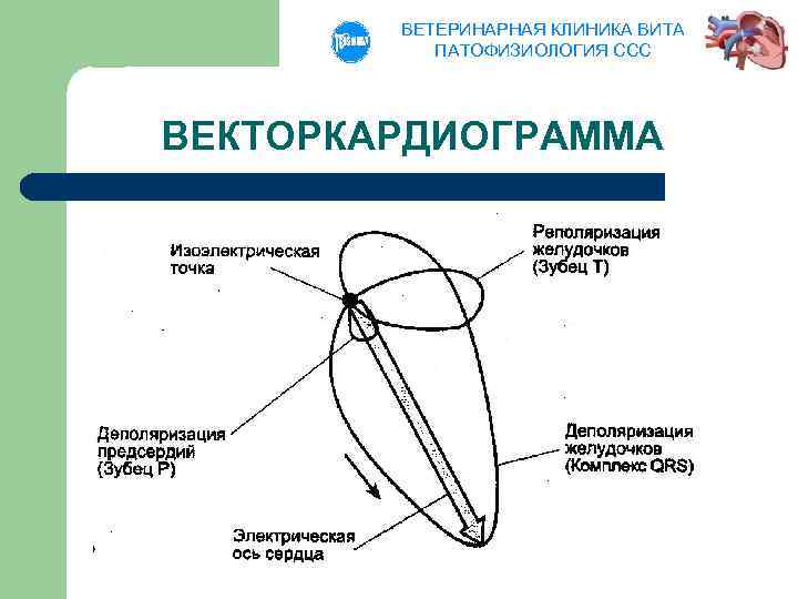 ВЕТЕРИНАРНАЯ КЛИНИКА ВИТА ПАТОФИЗИОЛОГИЯ ССС ВЕКТОРКАРДИОГРАММА 