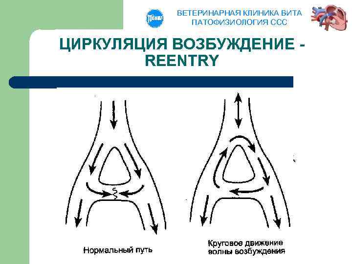 ВЕТЕРИНАРНАЯ КЛИНИКА ВИТА ПАТОФИЗИОЛОГИЯ ССС ЦИРКУЛЯЦИЯ ВОЗБУЖДЕНИЕ REENTRY 