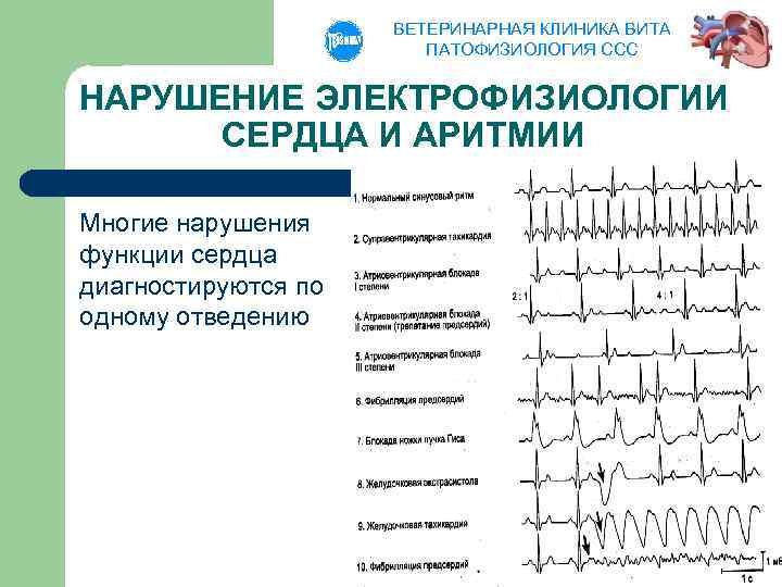 ВЕТЕРИНАРНАЯ КЛИНИКА ВИТА ПАТОФИЗИОЛОГИЯ ССС НАРУШЕНИЕ ЭЛЕКТРОФИЗИОЛОГИИ СЕРДЦА И АРИТМИИ Многие нарушения функции сердца