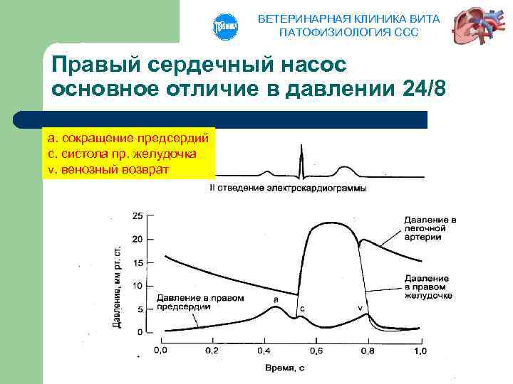 ВЕТЕРИНАРНАЯ КЛИНИКА ВИТА ПАТОФИЗИОЛОГИЯ ССС Правый сердечный насос основное отличие в давлении 24/8 а.