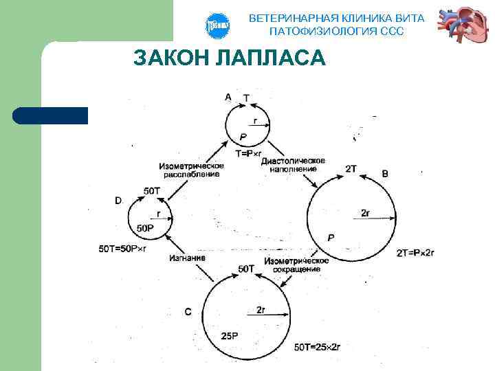 ВЕТЕРИНАРНАЯ КЛИНИКА ВИТА ПАТОФИЗИОЛОГИЯ ССС ЗАКОН ЛАПЛАСА 