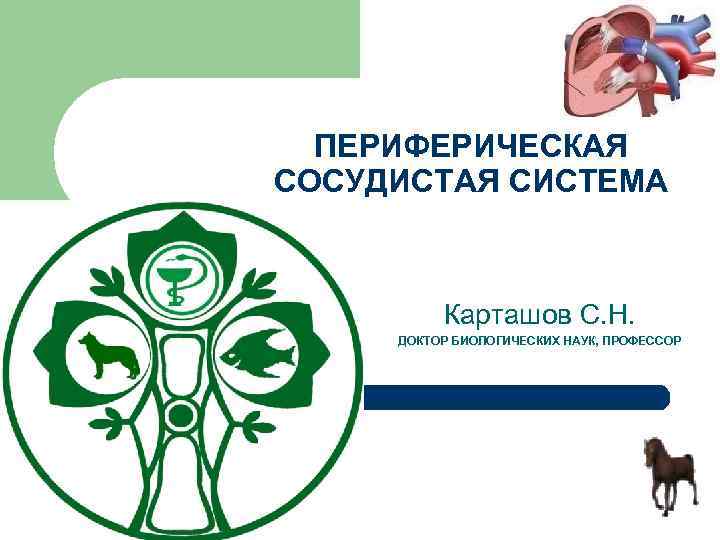 ПЕРИФЕРИЧЕСКАЯ СОСУДИСТАЯ СИСТЕМА Карташов С. Н. ДОКТОР БИОЛОГИЧЕСКИХ НАУК, ПРОФЕССОР 1 