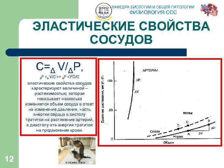 КАФЕДРА БИОЛОГИИ И ОБЩЕЙ ПАТОЛОГИИ ФИЗИОЛОГИЯ ССС ЭЛАСТИЧЕСКИЕ СВОЙСТВА СОСУДОВ C=Δ V/ΔP, ΔP =Δ