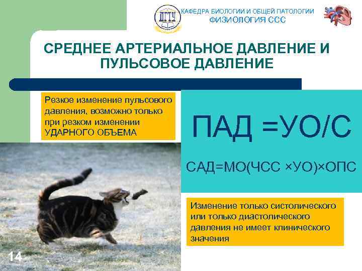 КАФЕДРА БИОЛОГИИ И ОБЩЕЙ ПАТОЛОГИИ ФИЗИОЛОГИЯ ССС СРЕДНЕЕ АРТЕРИАЛЬНОЕ ДАВЛЕНИЕ И ПУЛЬСОВОЕ ДАВЛЕНИЕ Резкое