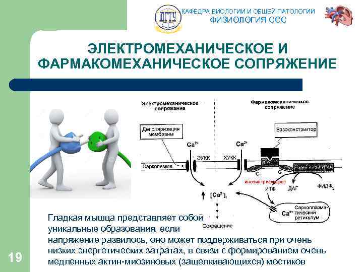 КАФЕДРА БИОЛОГИИ И ОБЩЕЙ ПАТОЛОГИИ ФИЗИОЛОГИЯ ССС ЭЛЕКТРОМЕХАНИЧЕСКОЕ И ФАРМАКОМЕХАНИЧЕСКОЕ СОПРЯЖЕНИЕ инозинтрифосфат 19 Гладкая