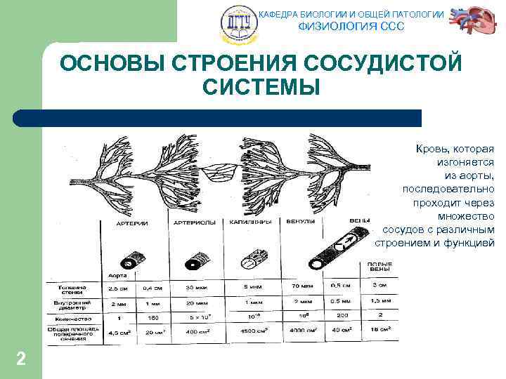 КАФЕДРА БИОЛОГИИ И ОБЩЕЙ ПАТОЛОГИИ ФИЗИОЛОГИЯ ССС ОСНОВЫ СТРОЕНИЯ СОСУДИСТОЙ СИСТЕМЫ Кровь, которая изгоняется