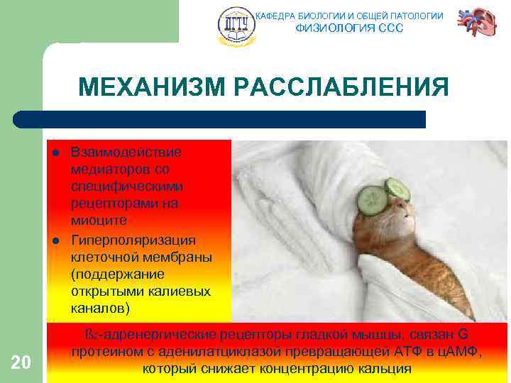 КАФЕДРА БИОЛОГИИ И ОБЩЕЙ ПАТОЛОГИИ ФИЗИОЛОГИЯ ССС МЕХАНИЗМ РАССЛАБЛЕНИЯ l l 20 Взаимодействие медиаторов