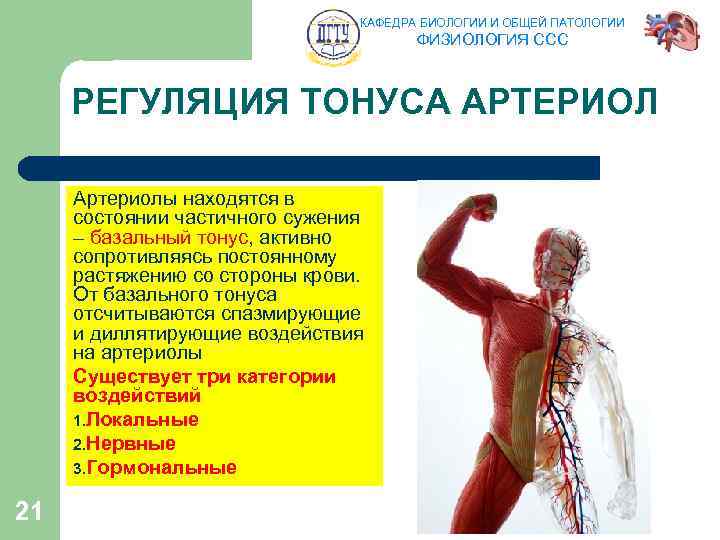 КАФЕДРА БИОЛОГИИ И ОБЩЕЙ ПАТОЛОГИИ ФИЗИОЛОГИЯ ССС РЕГУЛЯЦИЯ ТОНУСА АРТЕРИОЛ Артериолы находятся в состоянии