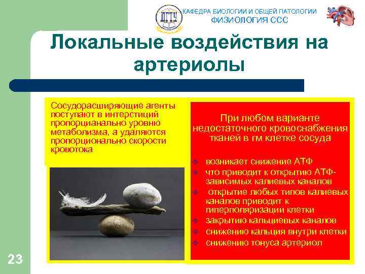 КАФЕДРА БИОЛОГИИ И ОБЩЕЙ ПАТОЛОГИИ ФИЗИОЛОГИЯ ССС Локальные воздействия на артериолы Сосудорасширяющие агенты поступают