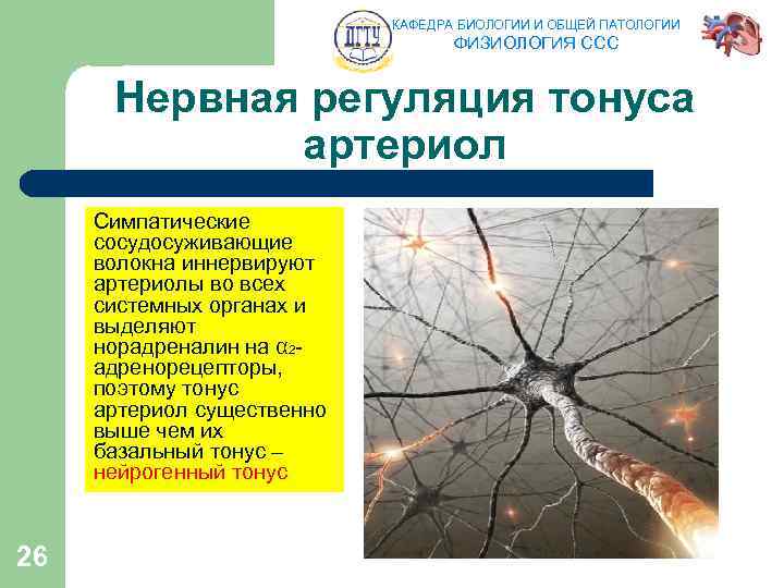КАФЕДРА БИОЛОГИИ И ОБЩЕЙ ПАТОЛОГИИ ФИЗИОЛОГИЯ ССС Нервная регуляция тонуса артериол Симпатические сосудосуживающие волокна
