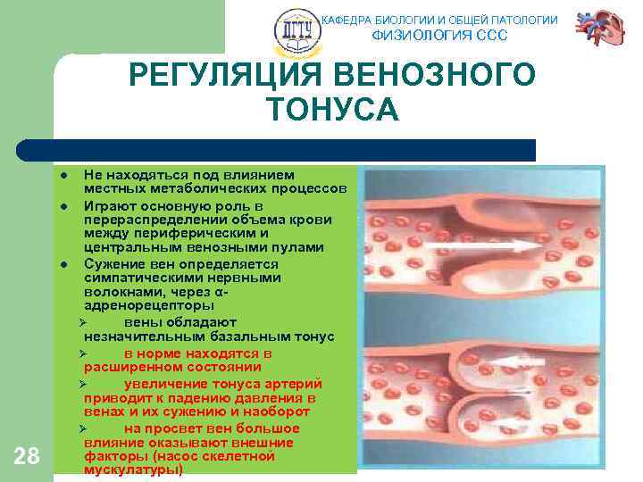 КАФЕДРА БИОЛОГИИ И ОБЩЕЙ ПАТОЛОГИИ ФИЗИОЛОГИЯ ССС РЕГУЛЯЦИЯ ВЕНОЗНОГО ТОНУСА l l l 28