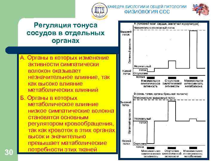 КАФЕДРА БИОЛОГИИ И ОБЩЕЙ ПАТОЛОГИИ ФИЗИОЛОГИЯ ССС Регуляция тонуса сосудов в отдельных органах 30