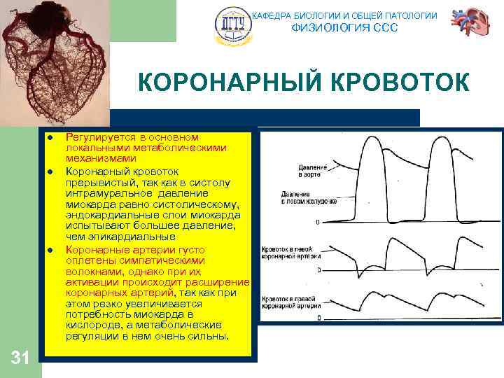 КАФЕДРА БИОЛОГИИ И ОБЩЕЙ ПАТОЛОГИИ ФИЗИОЛОГИЯ ССС КОРОНАРНЫЙ КРОВОТОК l l l 31 Регулируется