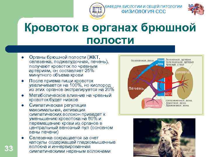 КАФЕДРА БИОЛОГИИ И ОБЩЕЙ ПАТОЛОГИИ ФИЗИОЛОГИЯ ССС Кровоток в органах брюшной полости l l