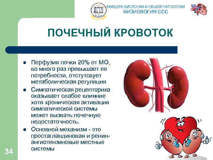 КАФЕДРА БИОЛОГИИ И ОБЩЕЙ ПАТОЛОГИИ ФИЗИОЛОГИЯ ССС ПОЧЕЧНЫЙ КРОВОТОК l l l 34 Перфузия