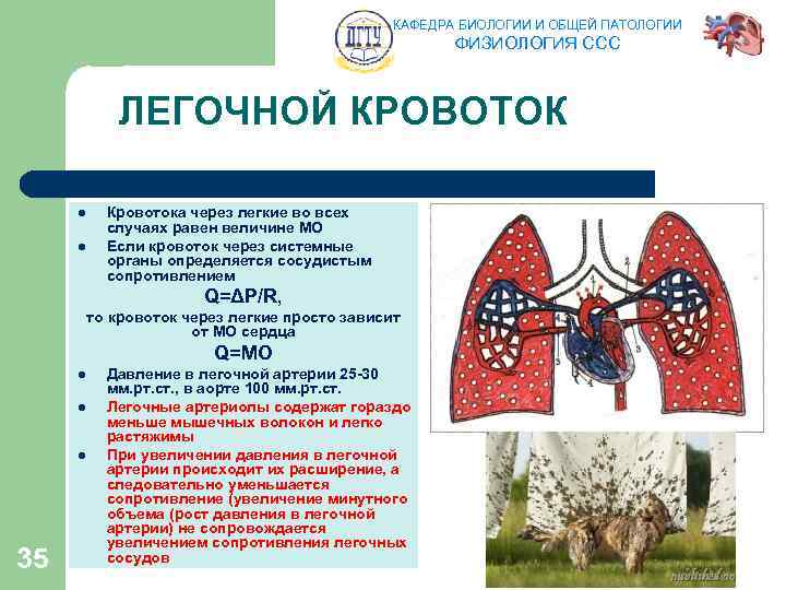 КАФЕДРА БИОЛОГИИ И ОБЩЕЙ ПАТОЛОГИИ ФИЗИОЛОГИЯ ССС ЛЕГОЧНОЙ КРОВОТОК l l Кровотока через легкие