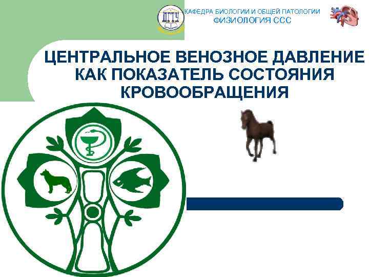 КАФЕДРА БИОЛОГИИ И ОБЩЕЙ ПАТОЛОГИИ ФИЗИОЛОГИЯ ССС ЦЕНТРАЛЬНОЕ ВЕНОЗНОЕ ДАВЛЕНИЕ КАК ПОКАЗАТЕЛЬ СОСТОЯНИЯ КРОВООБРАЩЕНИЯ
