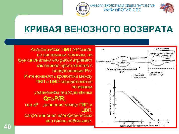 КАФЕДРА БИОЛОГИИ И ОБЩЕЙ ПАТОЛОГИИ ФИЗИОЛОГИЯ ССС КРИВАЯ ВЕНОЗНОГО ВОЗВРАТА Анатомически ПВП рассыпан по