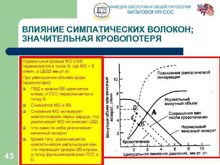 КАФЕДРА БИОЛОГИИ И ОБЩЕЙ ПАТОЛОГИИ ФИЗИОЛОГИЯ ССС ВЛИЯНИЕ СИМПАТИЧЕСКИХ ВОЛОКОН; ЗНАЧИТЕЛЬНАЯ КРОВОПОТЕРЯ 43 Нормальные