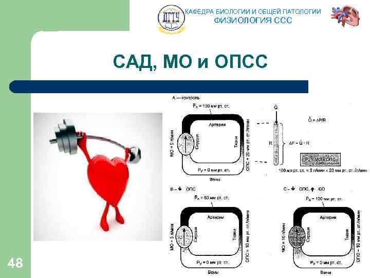 КАФЕДРА БИОЛОГИИ И ОБЩЕЙ ПАТОЛОГИИ ФИЗИОЛОГИЯ ССС САД, МО и ОПСС 48 