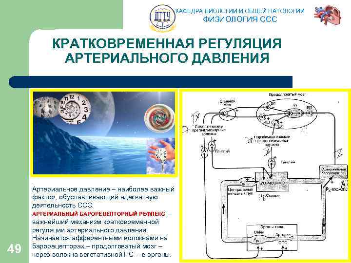 КАФЕДРА БИОЛОГИИ И ОБЩЕЙ ПАТОЛОГИИ ФИЗИОЛОГИЯ ССС КРАТКОВРЕМЕННАЯ РЕГУЛЯЦИЯ АРТЕРИАЛЬНОГО ДАВЛЕНИЯ 49 Артериальное давление