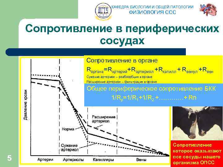 КАФЕДРА БИОЛОГИИ И ОБЩЕЙ ПАТОЛОГИИ ФИЗИОЛОГИЯ ССС Сопротивление в периферических сосудах Сопротивление в органе
