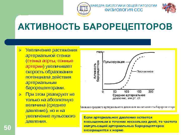 КАФЕДРА БИОЛОГИИ И ОБЩЕЙ ПАТОЛОГИИ ФИЗИОЛОГИЯ ССС АКТИВНОСТЬ БАРОРЕЦЕПТОРОВ Ø Ø 50 Увеличение растяжения
