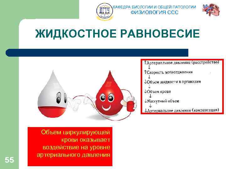 КАФЕДРА БИОЛОГИИ И ОБЩЕЙ ПАТОЛОГИИ ФИЗИОЛОГИЯ ССС ЖИДКОСТНОЕ РАВНОВЕСИЕ 55 Объем циркулирующей крови оказывает