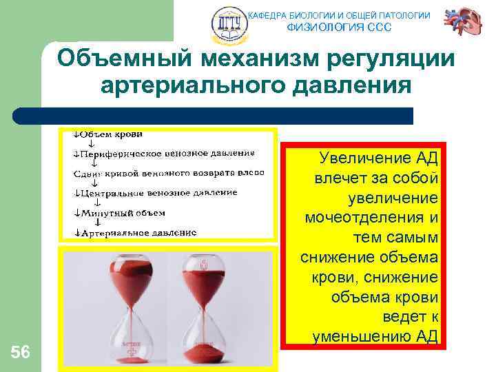 КАФЕДРА БИОЛОГИИ И ОБЩЕЙ ПАТОЛОГИИ ФИЗИОЛОГИЯ ССС Объемный механизм регуляции артериального давления 56 Увеличение