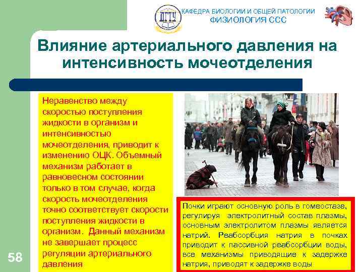 КАФЕДРА БИОЛОГИИ И ОБЩЕЙ ПАТОЛОГИИ ФИЗИОЛОГИЯ ССС Влияние артериального давления на интенсивность мочеотделения 58