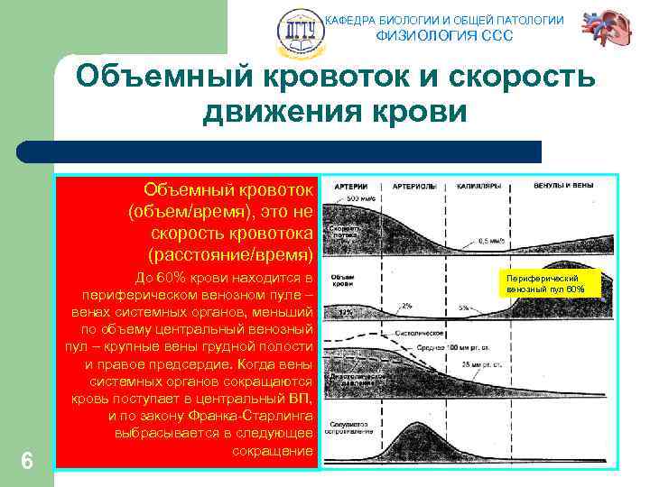 КАФЕДРА БИОЛОГИИ И ОБЩЕЙ ПАТОЛОГИИ ФИЗИОЛОГИЯ ССС Объемный кровоток и скорость движения крови Объемный