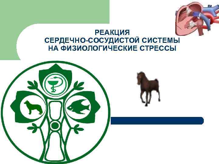 РЕАКЦИЯ СЕРДЕЧНО-СОСУДИСТОЙ СИСТЕМЫ НА ФИЗИОЛОГИЧЕСКИЕ СТРЕССЫ 61 