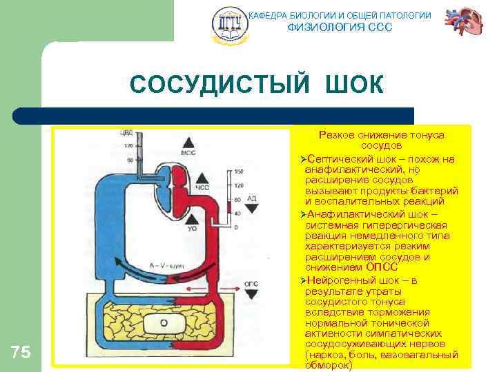КАФЕДРА БИОЛОГИИ И ОБЩЕЙ ПАТОЛОГИИ ФИЗИОЛОГИЯ ССС СОСУДИСТЫЙ ШОК 75 Резкое снижение тонуса сосудов