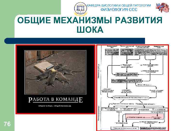 КАФЕДРА БИОЛОГИИ И ОБЩЕЙ ПАТОЛОГИИ ФИЗИОЛОГИЯ ССС ОБЩИЕ МЕХАНИЗМЫ РАЗВИТИЯ ШОКА 76 