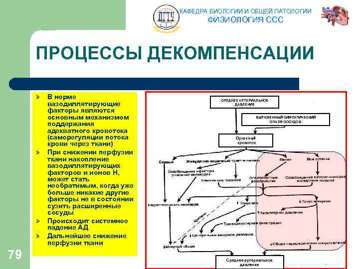 КАФЕДРА БИОЛОГИИ И ОБЩЕЙ ПАТОЛОГИИ ФИЗИОЛОГИЯ ССС ПРОЦЕССЫ ДЕКОМПЕНСАЦИИ Ø Ø 79 В норме