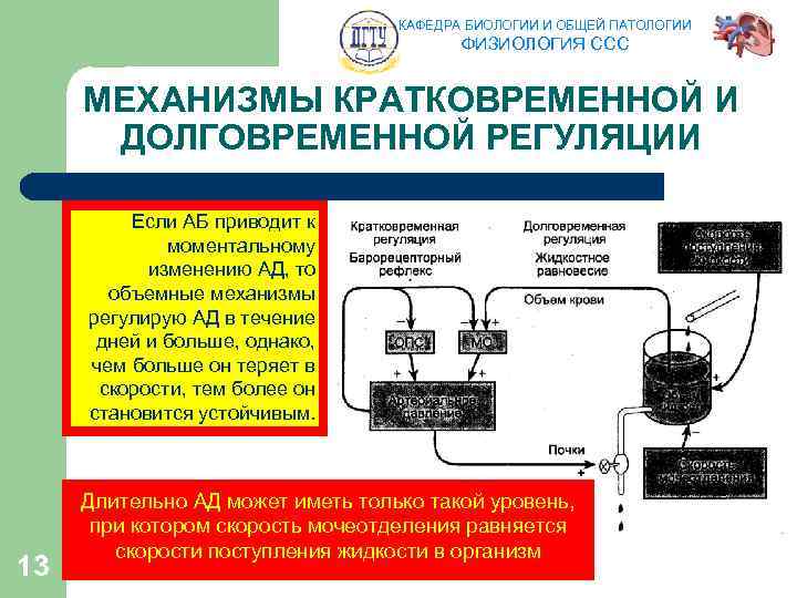 КАФЕДРА БИОЛОГИИ И ОБЩЕЙ ПАТОЛОГИИ ФИЗИОЛОГИЯ ССС МЕХАНИЗМЫ КРАТКОВРЕМЕННОЙ И ДОЛГОВРЕМЕННОЙ РЕГУЛЯЦИИ Если АБ