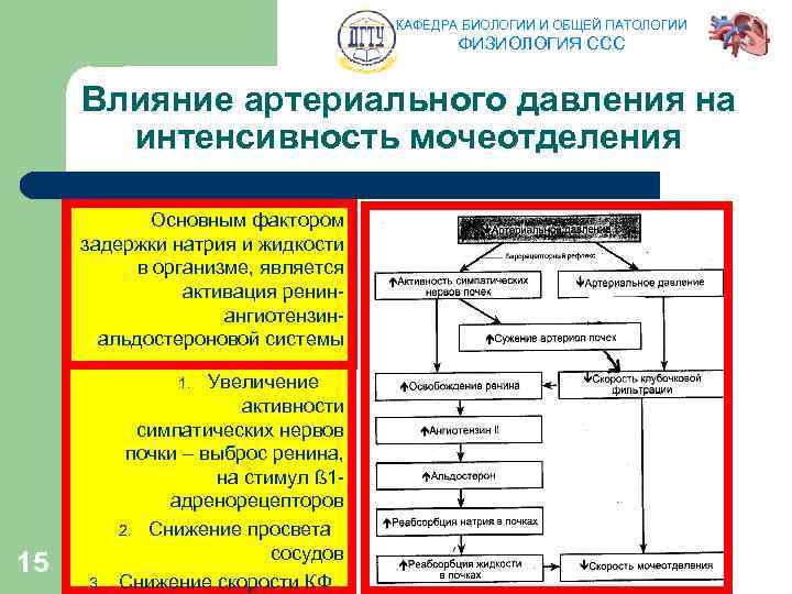 КАФЕДРА БИОЛОГИИ И ОБЩЕЙ ПАТОЛОГИИ ФИЗИОЛОГИЯ ССС Влияние артериального давления на интенсивность мочеотделения Основным