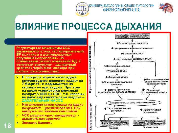 КАФЕДРА БИОЛОГИИ И ОБЩЕЙ ПАТОЛОГИИ ФИЗИОЛОГИЯ ССС ВЛИЯНИЕ ПРОЦЕССА ДЫХАНИЯ Регуляторные механизмы ССС заключаются