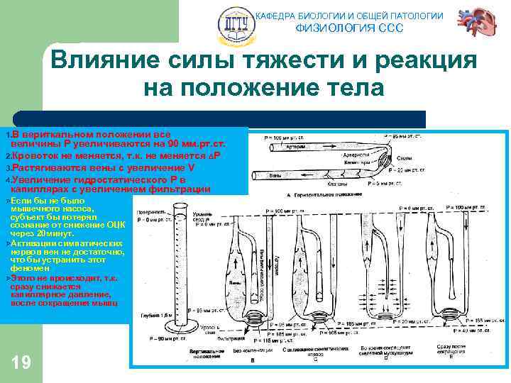 КАФЕДРА БИОЛОГИИ И ОБЩЕЙ ПАТОЛОГИИ ФИЗИОЛОГИЯ ССС Влияние силы тяжести и реакция на положение