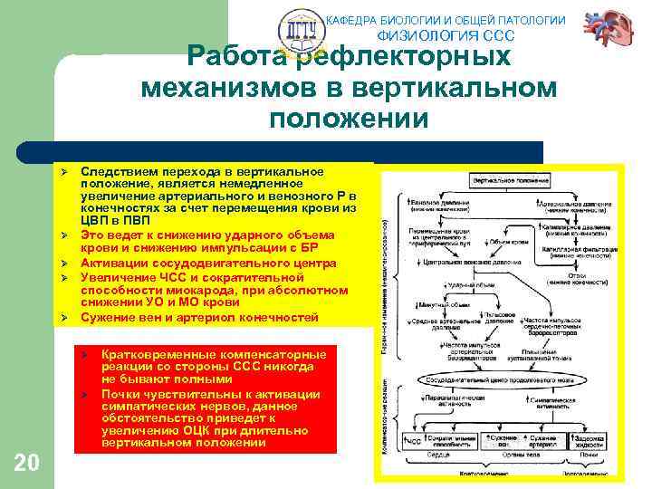 КАФЕДРА БИОЛОГИИ И ОБЩЕЙ ПАТОЛОГИИ ФИЗИОЛОГИЯ ССС Работа рефлекторных механизмов в вертикальном положении Ø