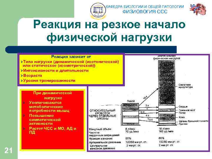 КАФЕДРА БИОЛОГИИ И ОБЩЕЙ ПАТОЛОГИИ ФИЗИОЛОГИЯ ССС Реакция на резкое начало физической нагрузки Реакция