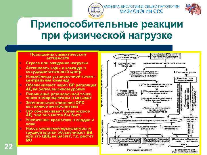 КАФЕДРА БИОЛОГИИ И ОБЩЕЙ ПАТОЛОГИИ ФИЗИОЛОГИЯ ССС Приспособительные реакции при физической нагрузке Ø Ø