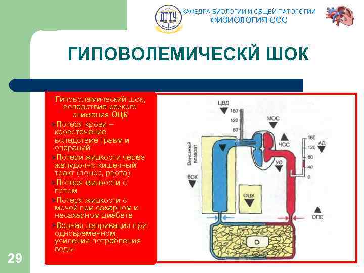 КАФЕДРА БИОЛОГИИ И ОБЩЕЙ ПАТОЛОГИИ ФИЗИОЛОГИЯ ССС ГИПОВОЛЕМИЧЕСКЙ ШОК 29 Гиповолемический шок, вследствие резкого