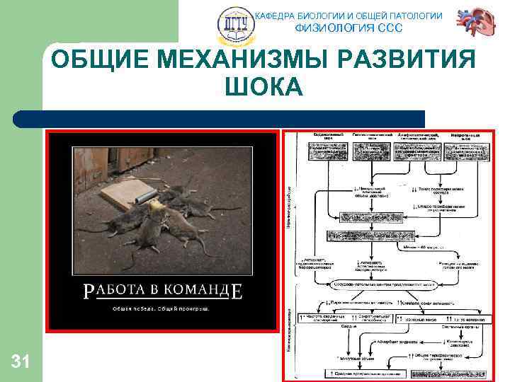 КАФЕДРА БИОЛОГИИ И ОБЩЕЙ ПАТОЛОГИИ ФИЗИОЛОГИЯ ССС ОБЩИЕ МЕХАНИЗМЫ РАЗВИТИЯ ШОКА 31 