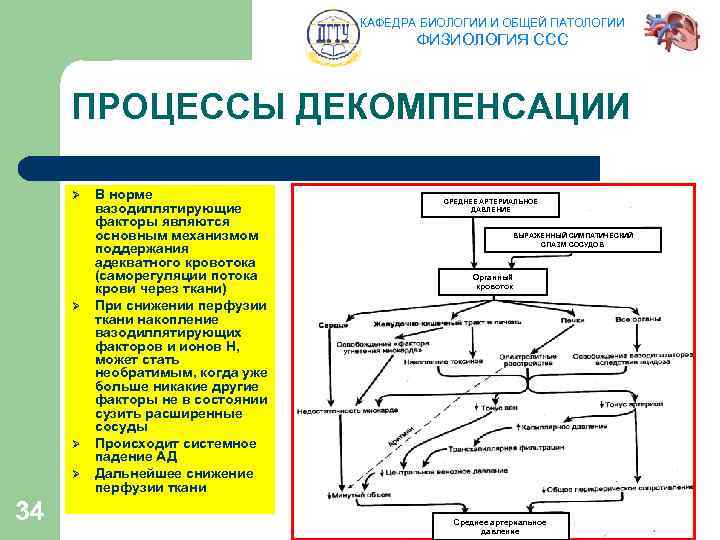 КАФЕДРА БИОЛОГИИ И ОБЩЕЙ ПАТОЛОГИИ ФИЗИОЛОГИЯ ССС ПРОЦЕССЫ ДЕКОМПЕНСАЦИИ Ø Ø 34 В норме