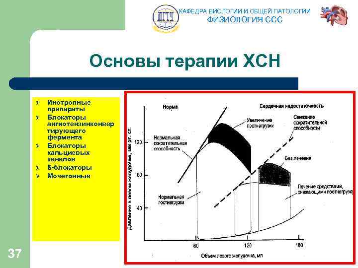 КАФЕДРА БИОЛОГИИ И ОБЩЕЙ ПАТОЛОГИИ ФИЗИОЛОГИЯ ССС Основы терапии ХСН Ø Ø Ø 37