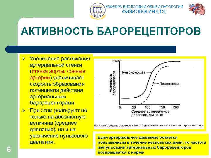 КАФЕДРА БИОЛОГИИ И ОБЩЕЙ ПАТОЛОГИИ ФИЗИОЛОГИЯ ССС АКТИВНОСТЬ БАРОРЕЦЕПТОРОВ Ø Ø 6 Увеличение растяжения