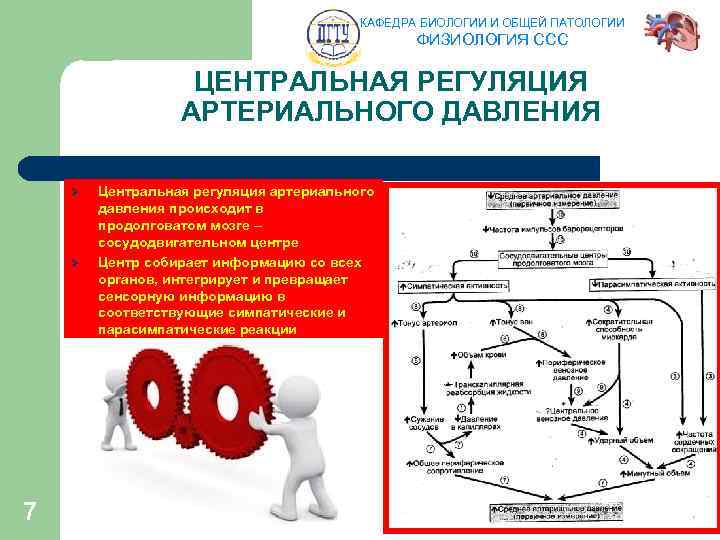 КАФЕДРА БИОЛОГИИ И ОБЩЕЙ ПАТОЛОГИИ ФИЗИОЛОГИЯ ССС ЦЕНТРАЛЬНАЯ РЕГУЛЯЦИЯ АРТЕРИАЛЬНОГО ДАВЛЕНИЯ Ø Ø 7