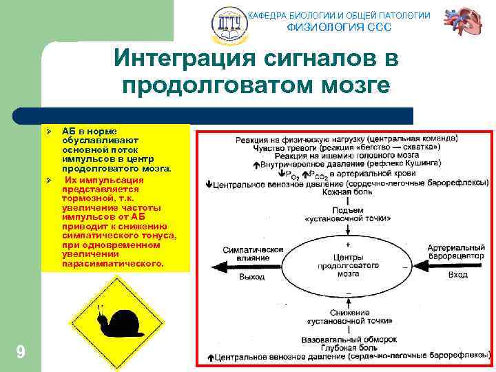 КАФЕДРА БИОЛОГИИ И ОБЩЕЙ ПАТОЛОГИИ ФИЗИОЛОГИЯ ССС Интеграция сигналов в продолговатом мозге Ø Ø