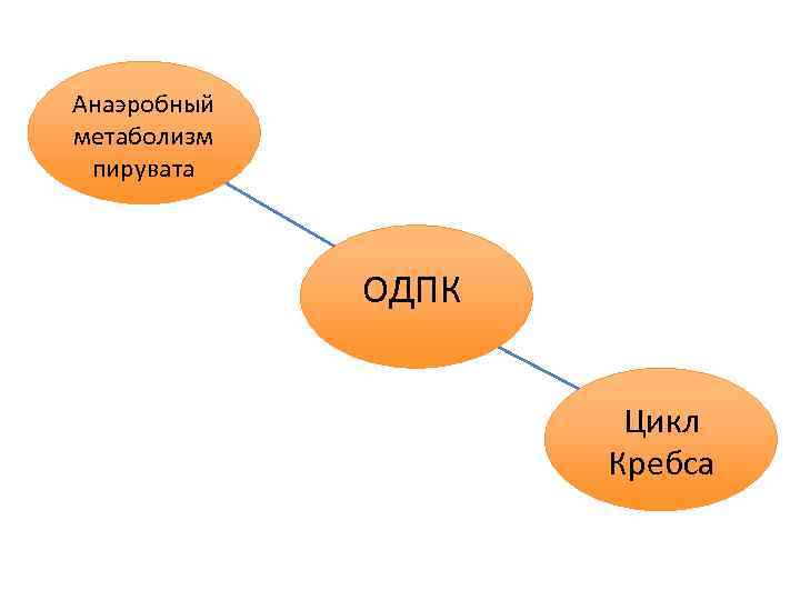 Анаэробный метаболизм пирувата ОДПК Цикл Кребса 